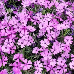 Meet your Posher, Cj